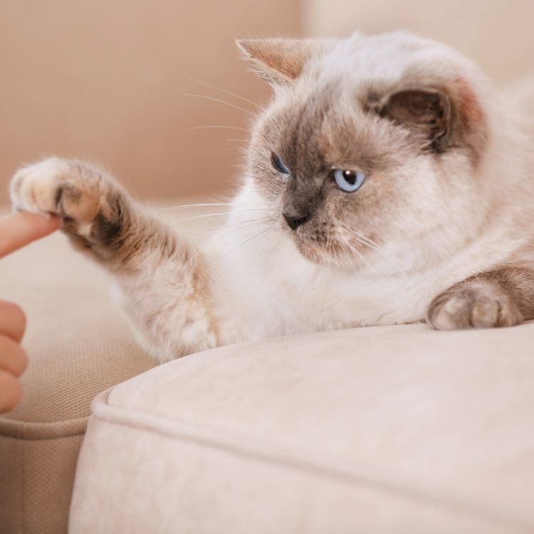 a person touching cat with a finger