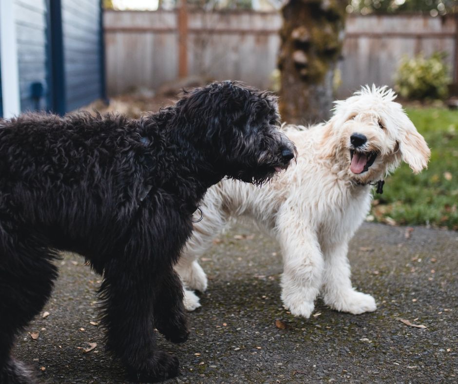 a black dog and white dog enjoying outdoor