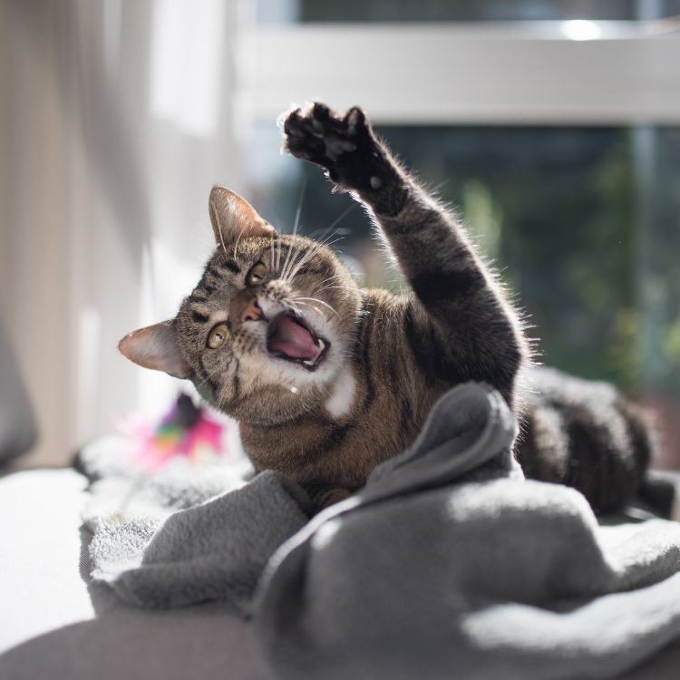 a cat lying on a blanket