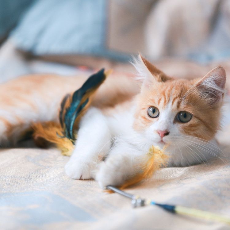 cat lying on the floor