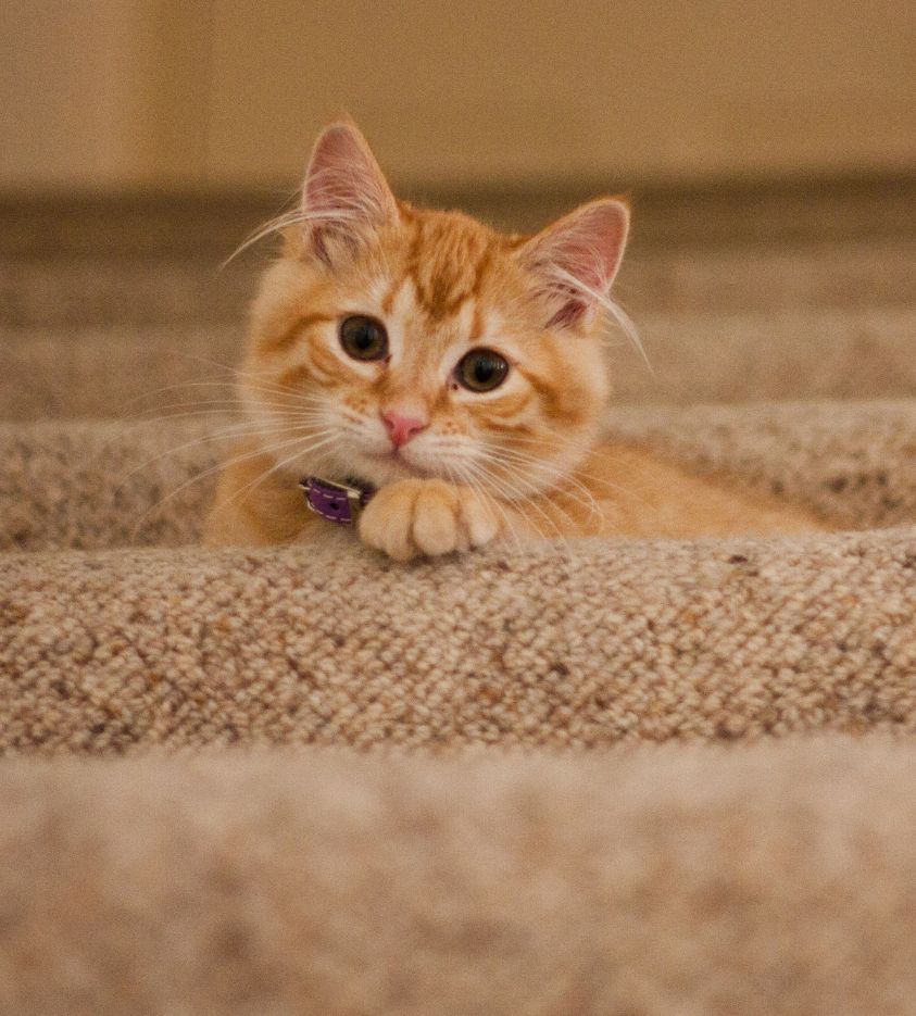 a cat sitting on the carpeted stairs