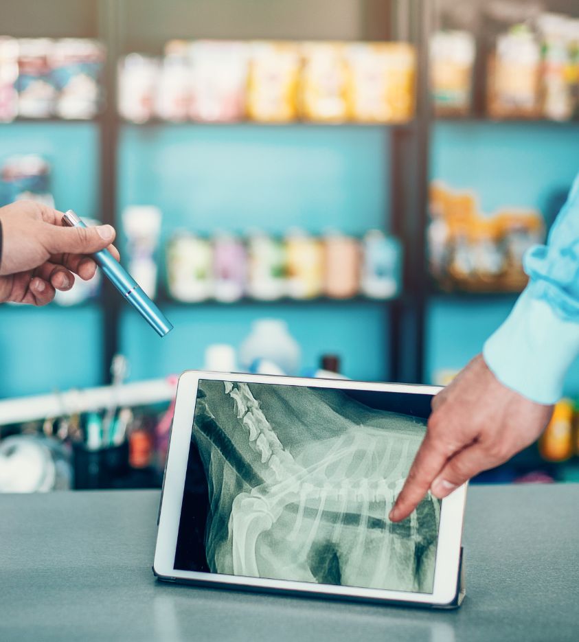 vet showing radiograph to a person