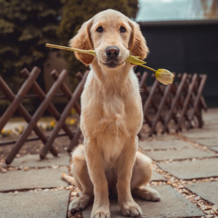 dog holding a flower in its mouth