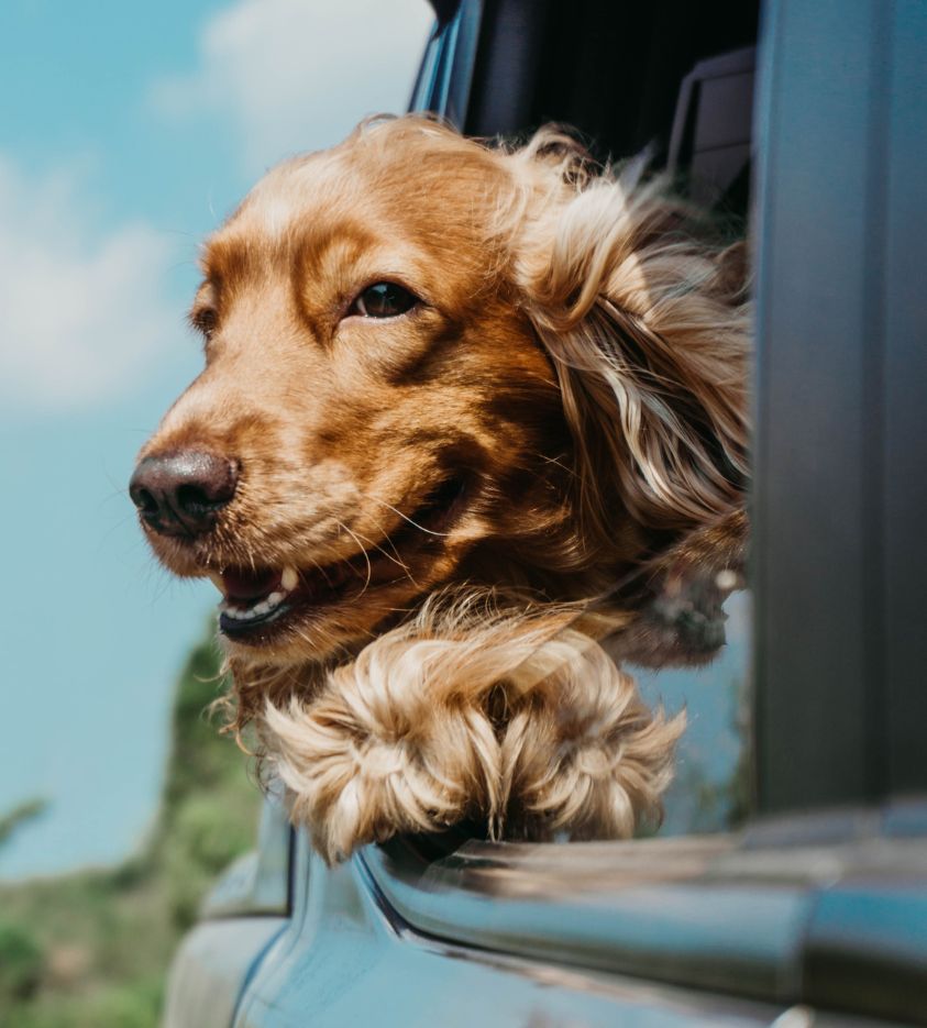 a dog with its head out of the window of a car