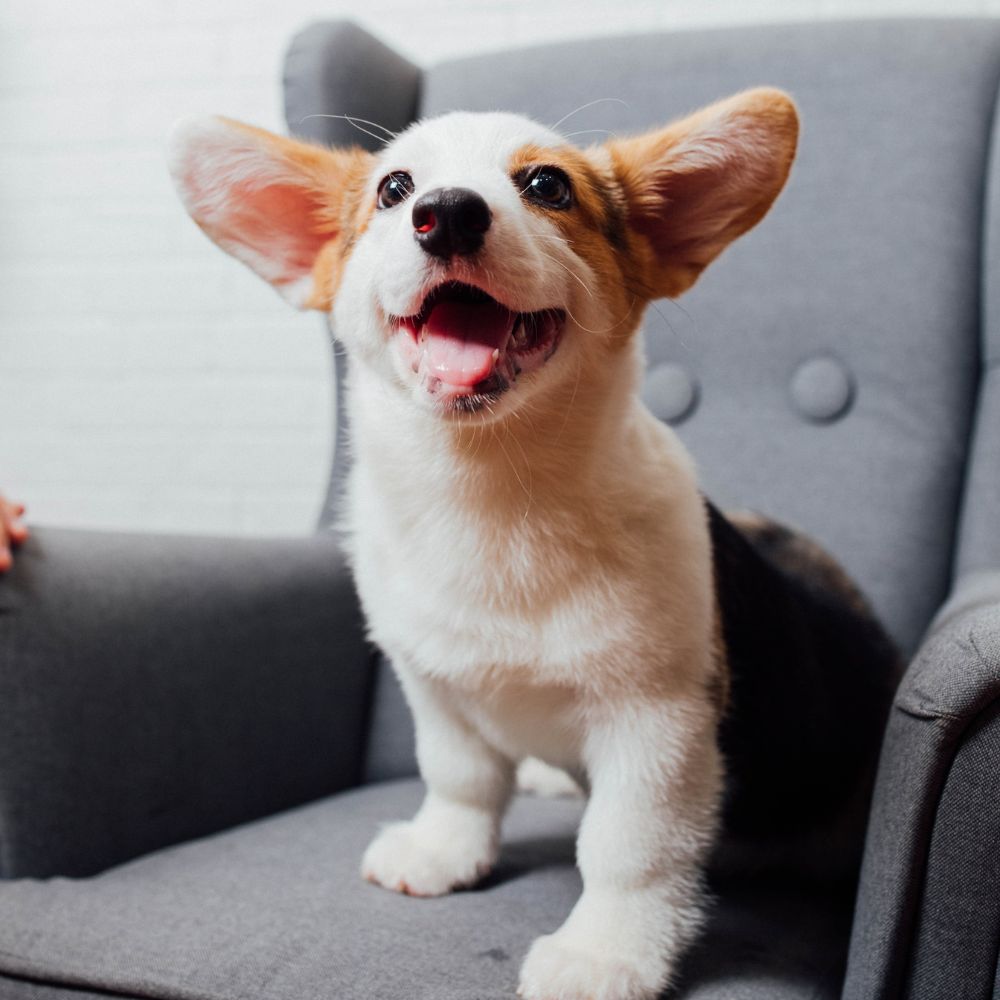 a dog sitting on a chair