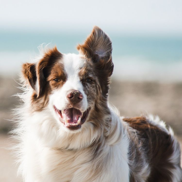 dog with open mouth 