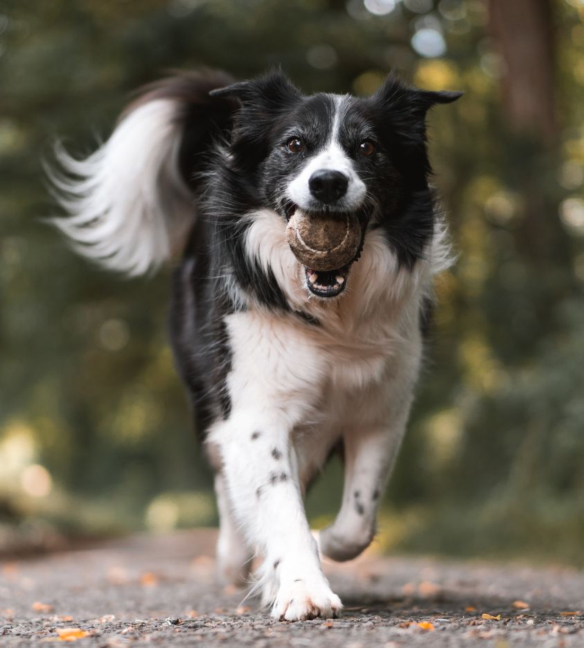 a dog running with a ball in its mouth