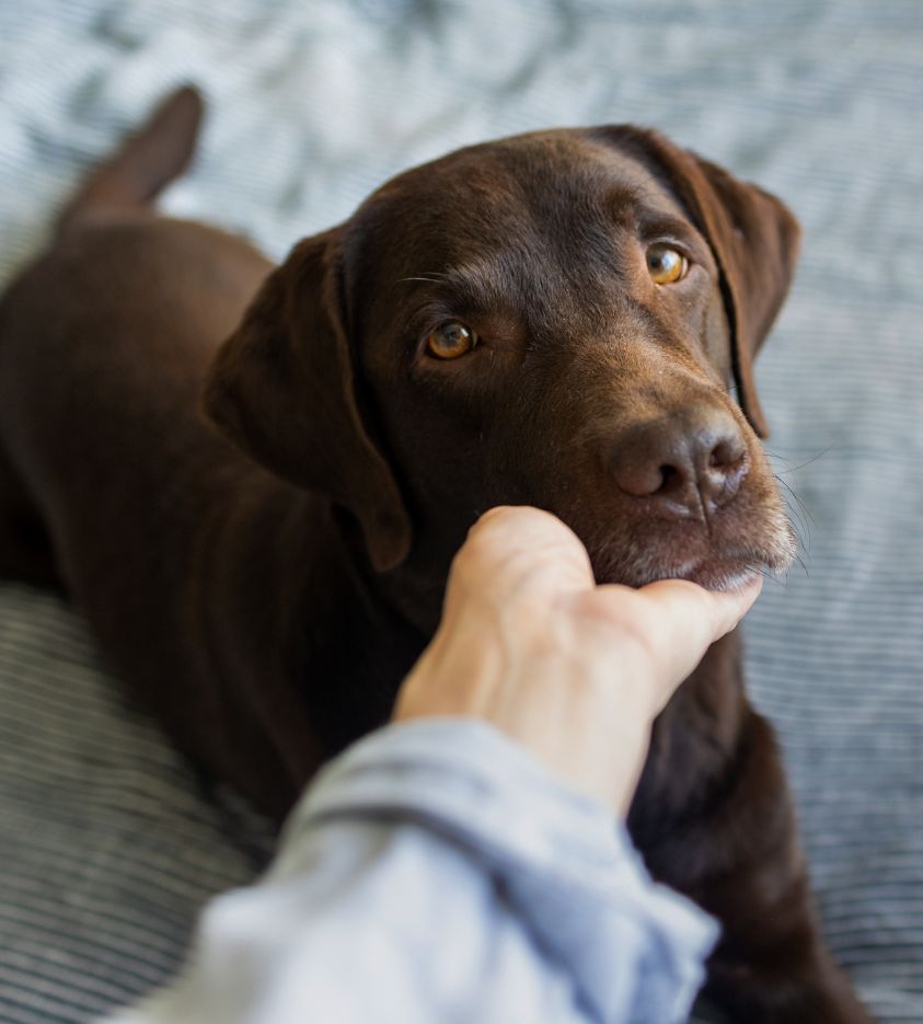 a person touching a dog's head