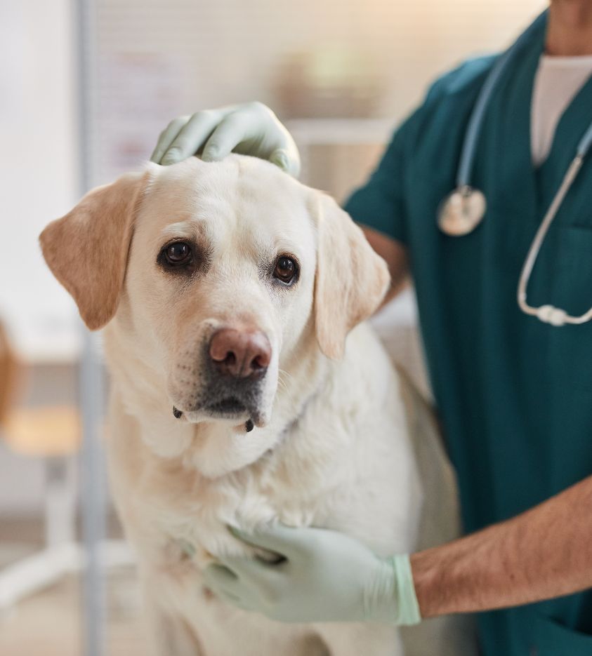 a dog being examined by a vet