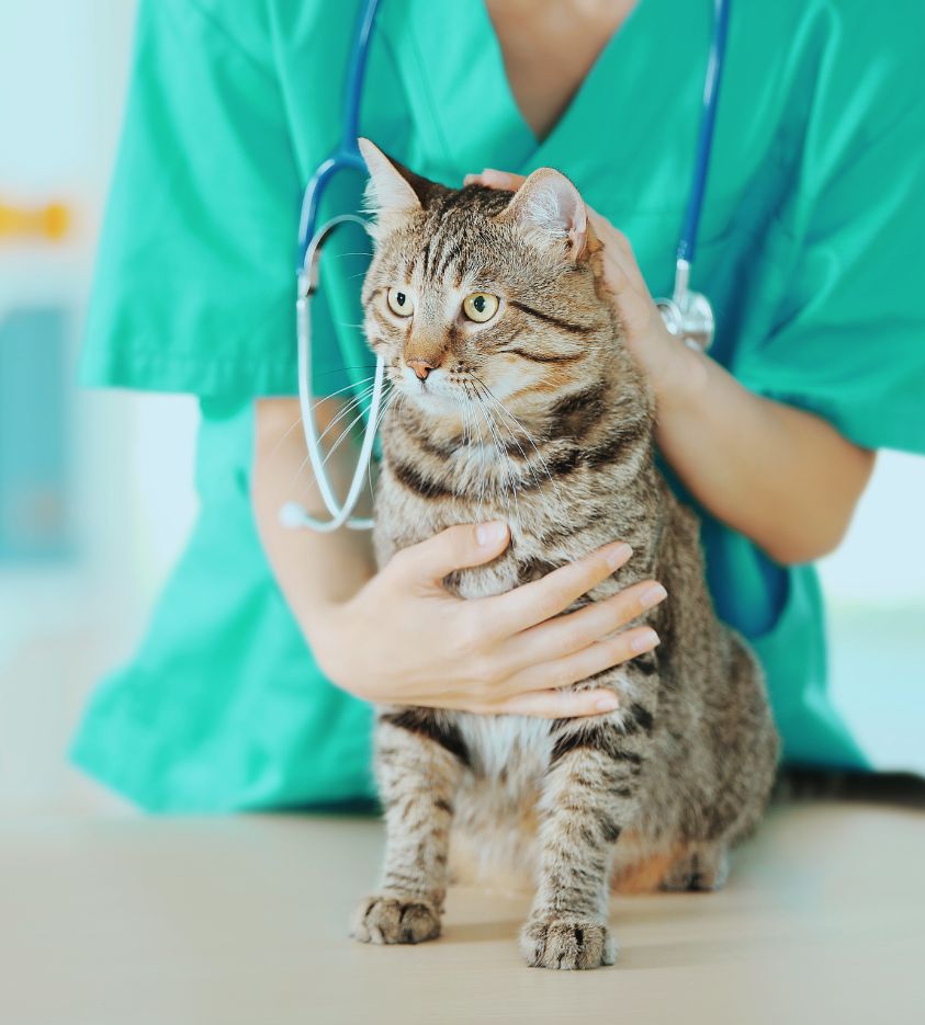 vet holding a cat on a table