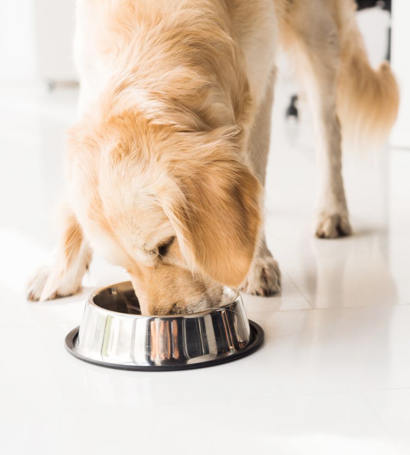 a dog eating from the metal bowl