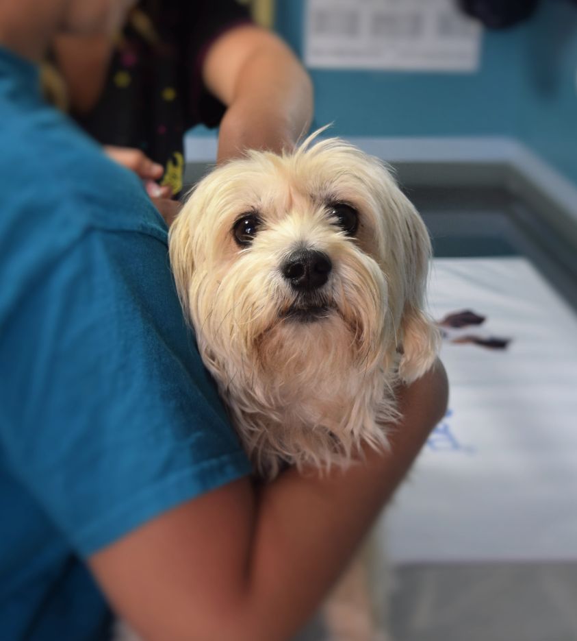 vet holding a dog