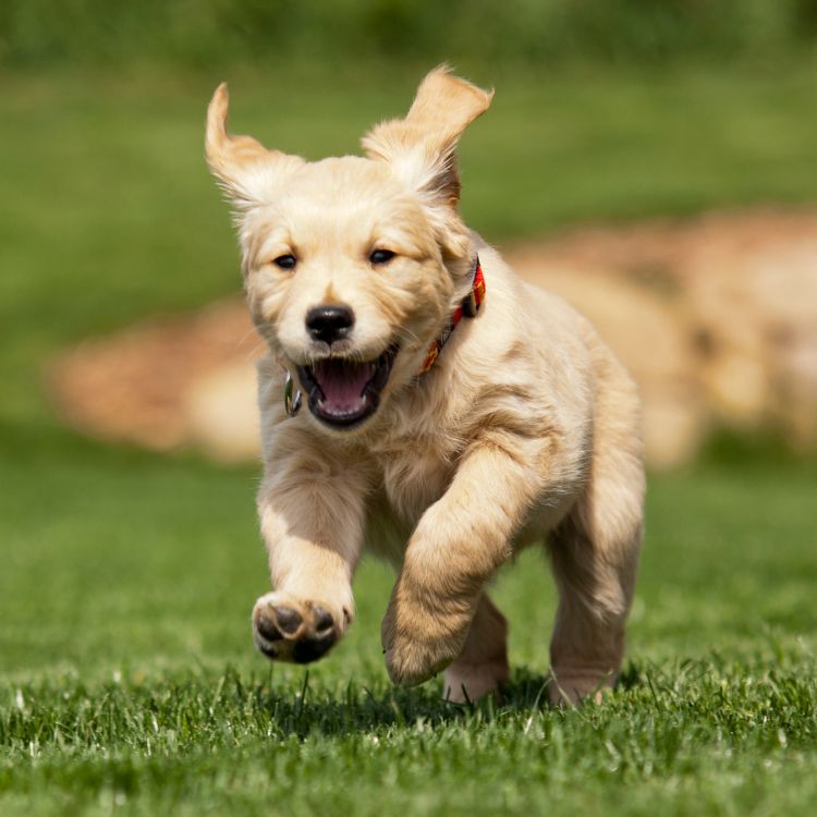 dog running on the green grass