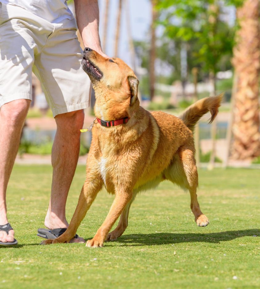 a dog playing with a person