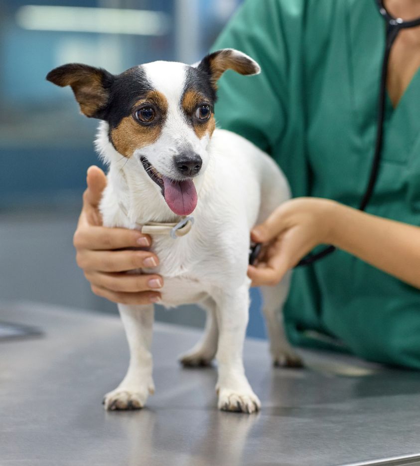 a vet taking care of a dog